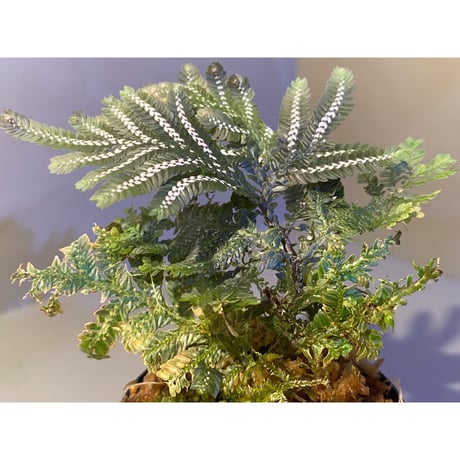 Selaginella picta