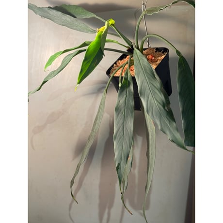 スキスマトグロッティス | STORES