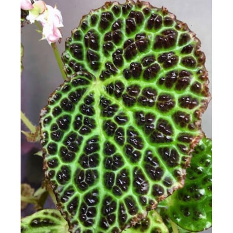 Begonia dracopelta from Borneo