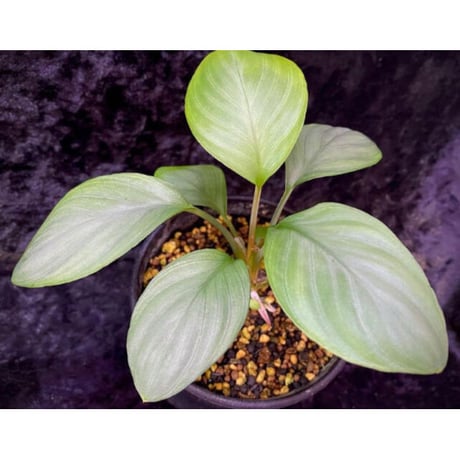 Homalomena sp. Aceh Silver from Aceh sumatera [LA0613-00]