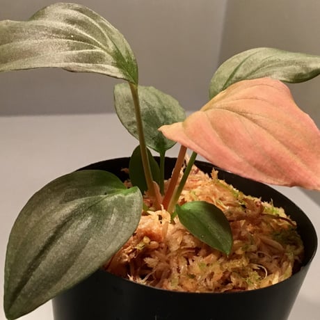 Homalomena sp. from Lundu [TK231017]