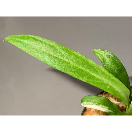 Schismatoglottis sp. "初霜錦" from Murung raya [LA0515-05]