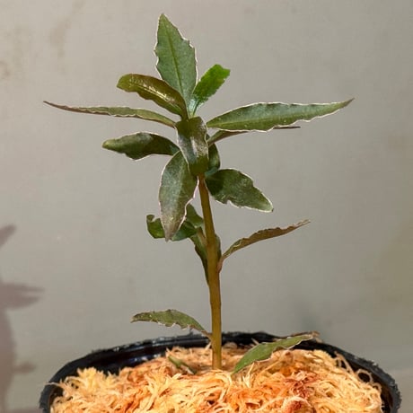 Labisia sp. from Sekadau West Kalimantan