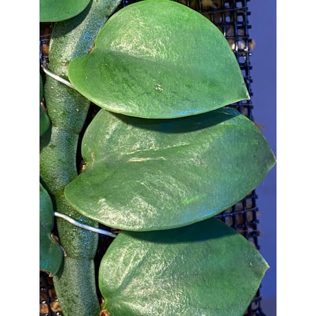 (大株) Rhaphidophora sp. from Khlong Yai Trat Thailand