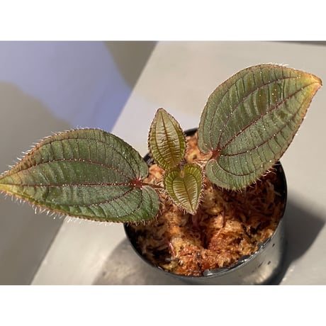 Phyllagathis sp. from Cao Bang Viet Nam [R1217-02]