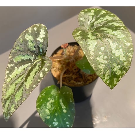 Begonia Variabilis from Dabong [TK150717]