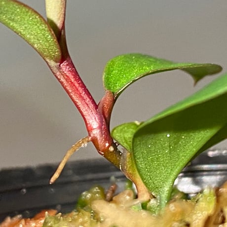 Philodendron sp. from Iquitos Peru [tanakay]