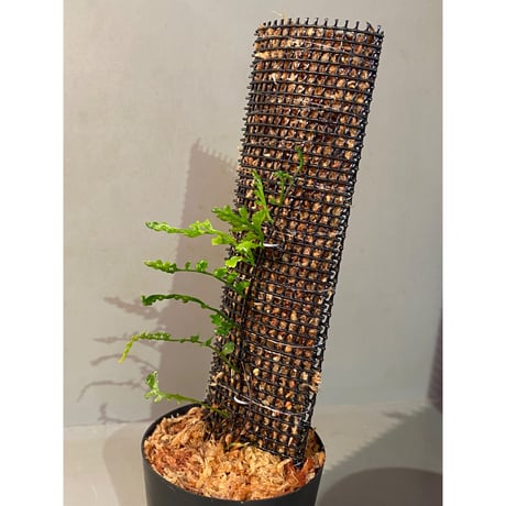 Teratophyllum aculeatum from Nanga pinoh [TB]