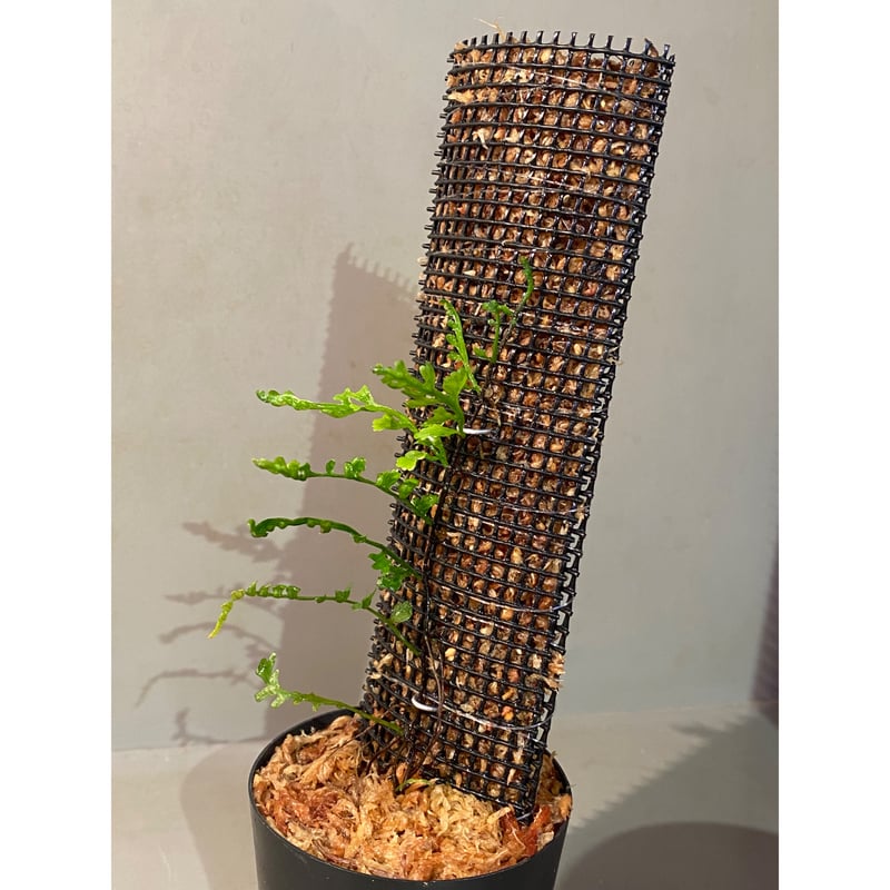 Teratophyllum aculeatum from Nanga pinoh [TB] |