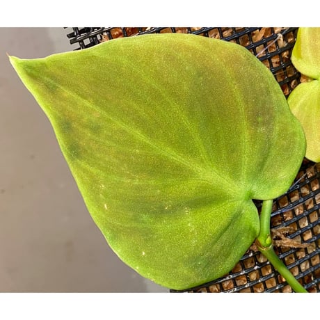 Philodendron sp. from Iquitos Peru [tanakay]