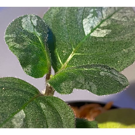 Gymnostachyum sp. from Tigalingga [HW0219-02]
