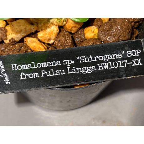 Homalomena sp. "Shirogane" SGP from Pulau Linga [HW1017-XX]　本タグ付き