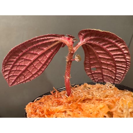 Sonerila sp. from Bukit Biru West Kalimantan
