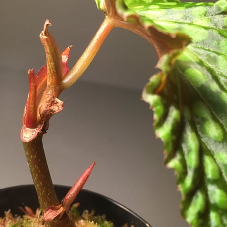 Begonia chlorosticta (Black) from Sarawak