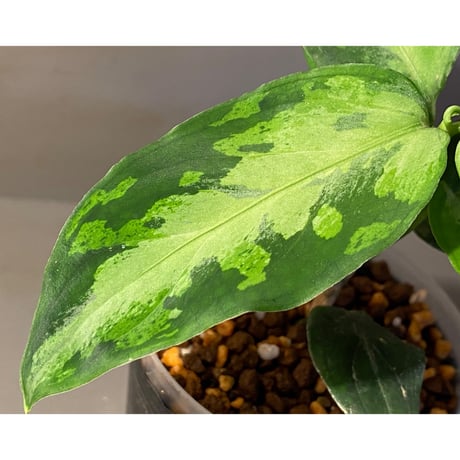 Aglaonema pictum "Eureka Mk-2" DFS from Sumatra barat [AZ0912-1]