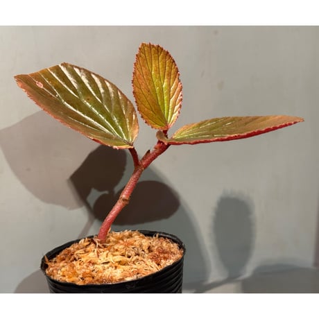 Begonia sp. from Kapuas hulu West Kalimantan
