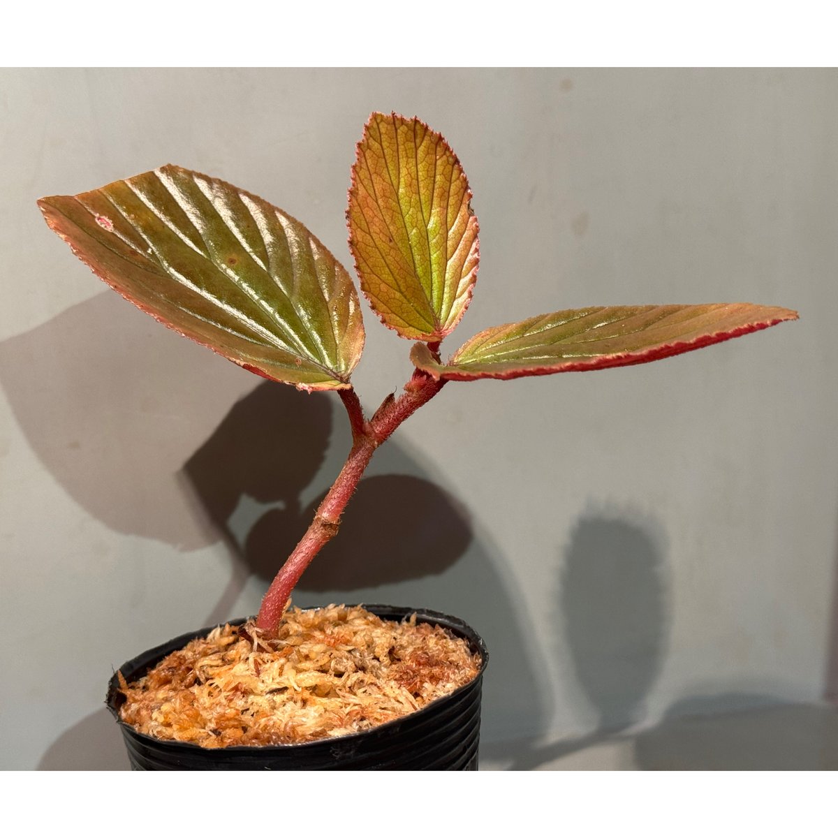 Begonia sp. from Kapuas hulu West Kalimantan |