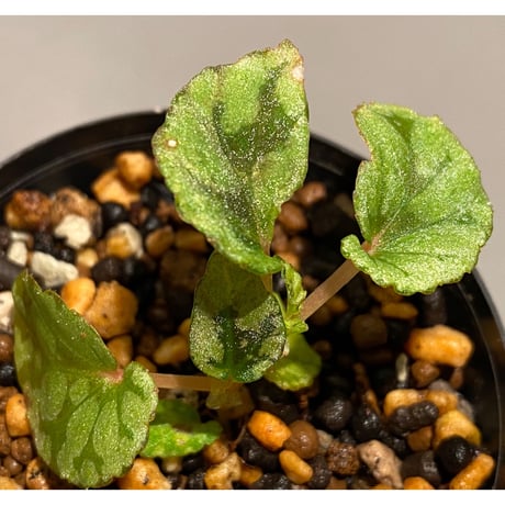 Begonia chlorosticta (Green) from Borneo Sarawak
