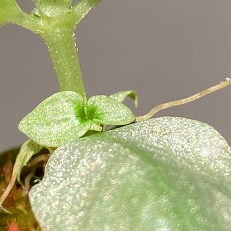 Argostemma sp. from Lebong Bengkulu sumatera [TB]