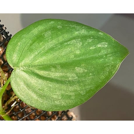 Philodendron sp. from Iquitos Peru [tanakay]