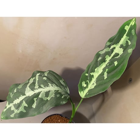 Aglaonema pictum A "しるば〜らいん" from Aceh sumatera [LA0616-05]