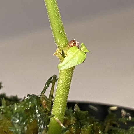 Ophiorrhiza sp. from Selangor [TK]
