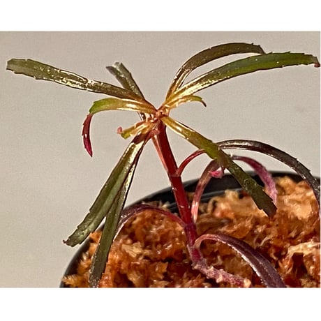 Sonerila linearis from Kedah Malaysia [LA0717-02]