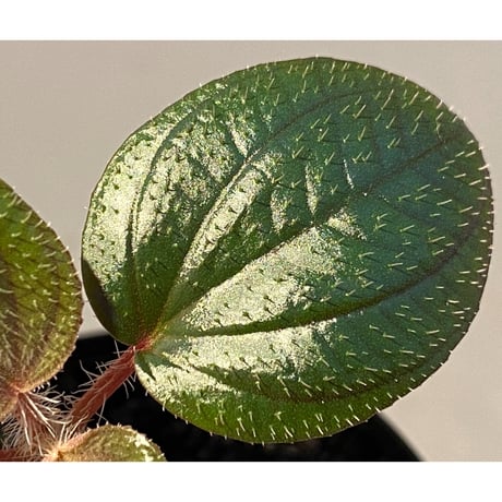 Phyllagathis rotundifolia [STRINGE PLANTS]