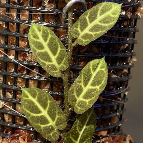 Solanum evolvulifolium
