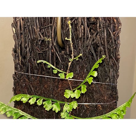 (大株) Teratophyllum aculeatum from Nanga pinoh [TB]
