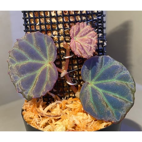 Begonia sp. from Sarawak