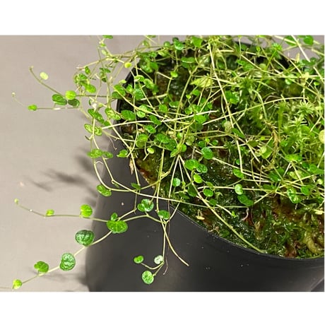 Pepeperomia emarginella from Colombia [LA0316-03]