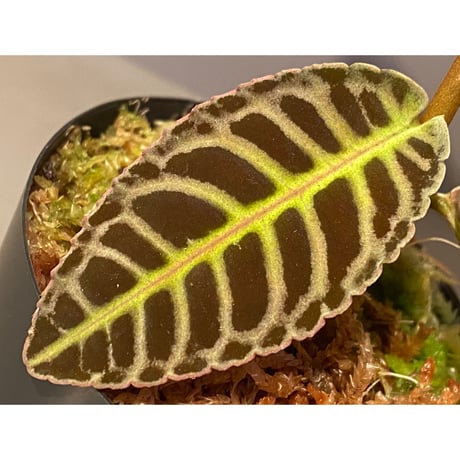 Emblemantha urnulata (Labisia sp.) from Riau sumatera [LA0815-01] ②