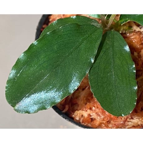 Bucephalandra sp. "TheIA" Sg Seraya Gn Burus Daerah Sekadau [AZ0811-11]