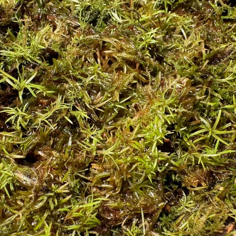 Moss from Ipoh State Malaysia