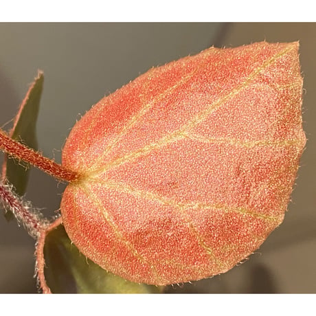 Begonia sp. f1 from Sumatera [NT ORCHID]