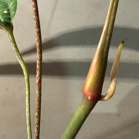 Anthurium cutucuense 伊藤蟻植物農園