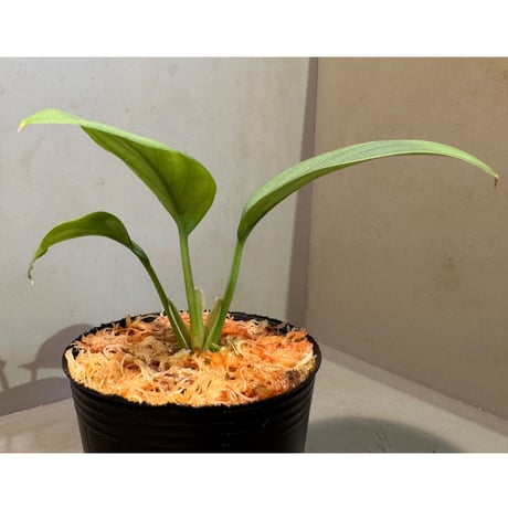 Homalomena sp . from Jerteh [TK090118-2]