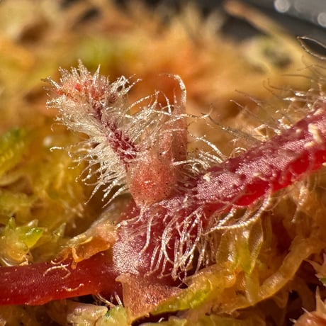 Begonia austroguangxiensis