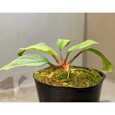 Homalomena "鯖×月" [LA-hyb.22-04]