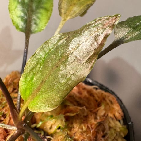 Cryptocoryne nurii "Lga-1" Pulau Lingga [HW0622-06]
