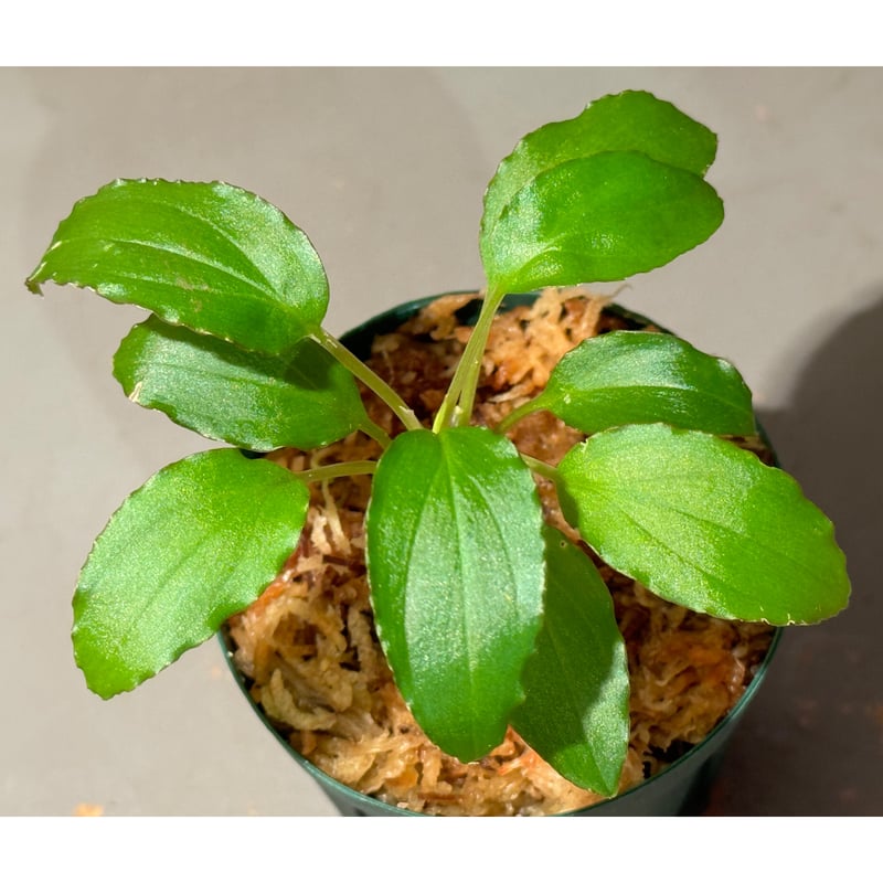 Homalomena sp. 