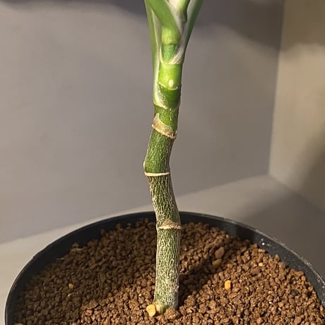 Aglaonema pictum from Tigalingga [GT1809-02]