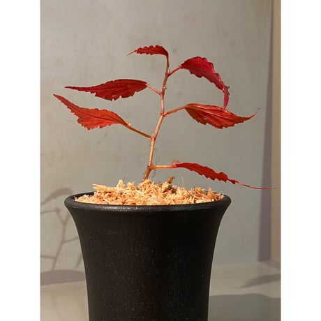 Begonia sp. ぼっち株 from Julau [R1214-01b]
