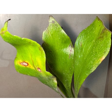 Antrophyum sp. from Aceh sumatera