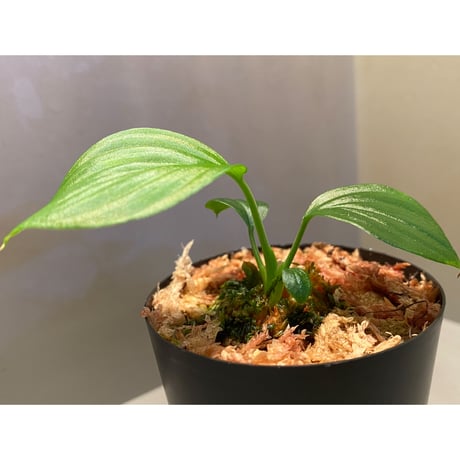 Homalomena sp. "Aceh selatan" from Aceh sumatera [TB]