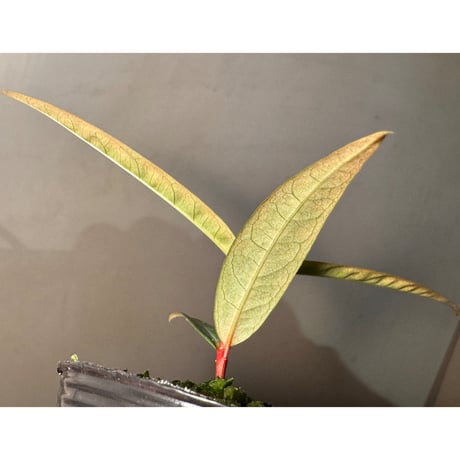 Labisia sp. from "Lebong" Bengkulu [TB]