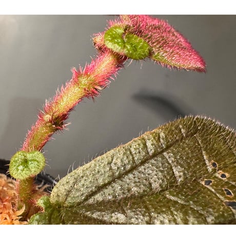 Sonerila sp. from Bukit Biru West Kalimantan