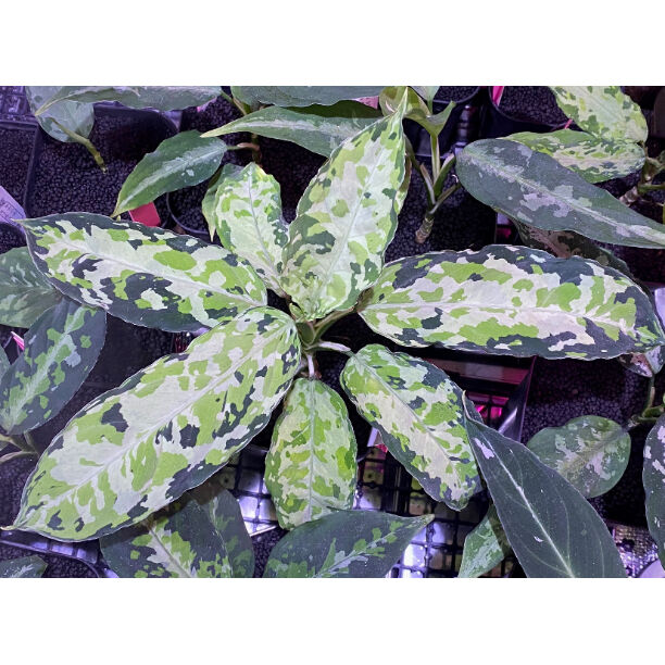 Aglaonema pictum GW1908-1 ''padang sidempuan''【TB】アグラオネマ