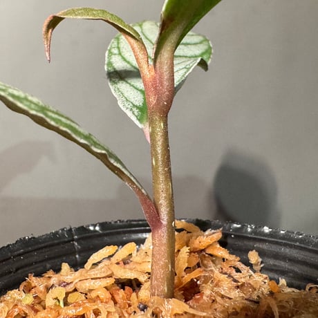 Ardisia sp. from Aceh sumatera [LA]